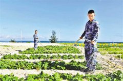 重慶交大在西沙海灘試種蔬菜成功 半畝地采收7種蔬菜共1500多斤